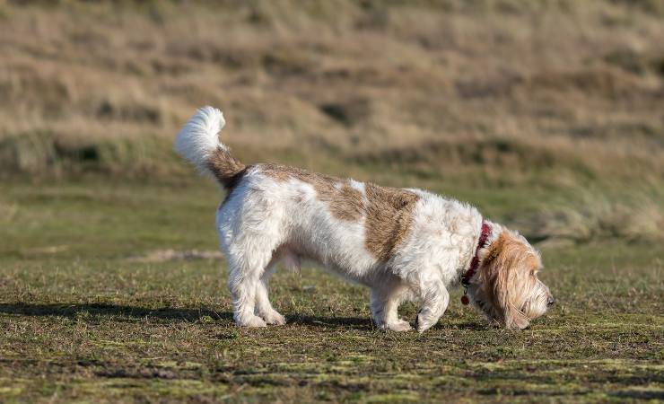 Grand Basset Griffon Vendéen