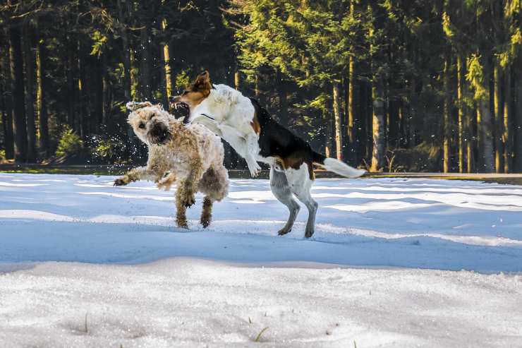 Irish soft coated wheaten terrier
