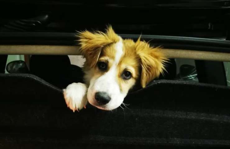 cane chiuso macchina morire