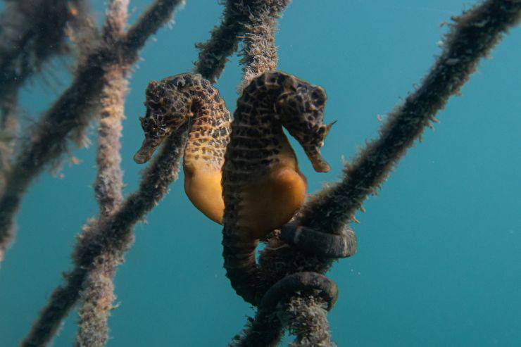 Come si riproduce il cavalluccio marino Come si riproduce il cavalluccio marino