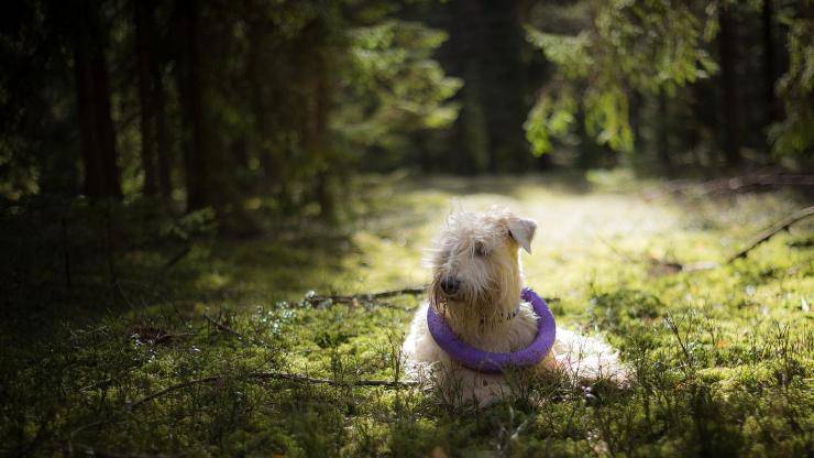 Irish soft coated wheaten terrier
