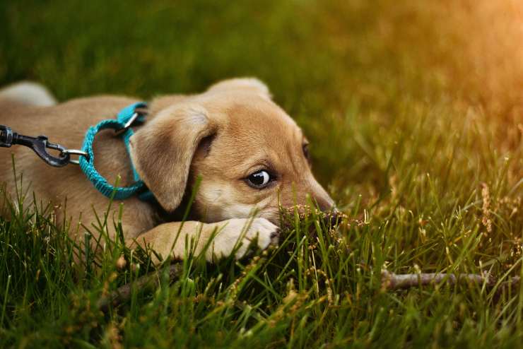 Il cane anziano si spaventa sempre Il cane anziano si spaventa sempre