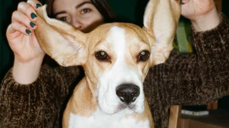 non toccare orecchie cane