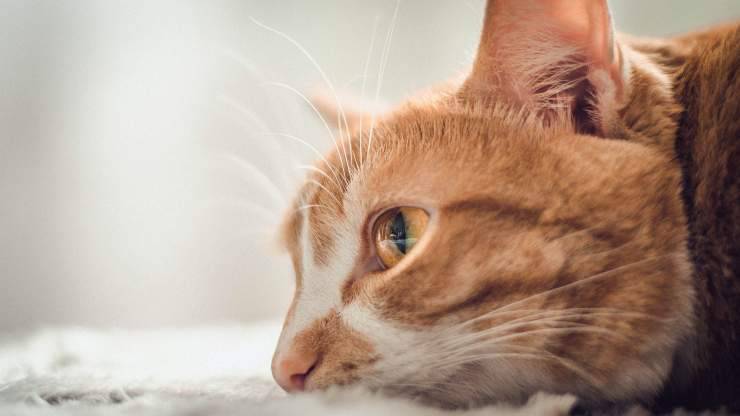 occhi gatto