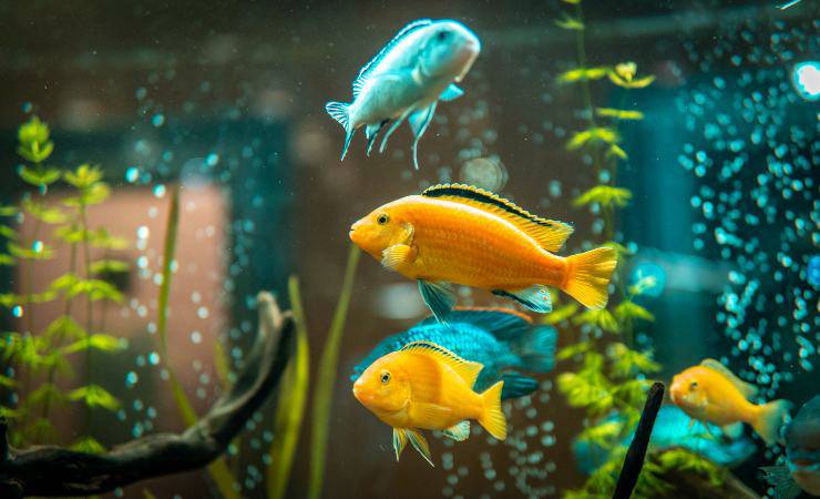 pesci dell'acquario
