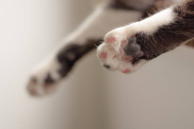Le zampe del felino