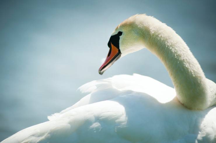 Cigno reale si muove