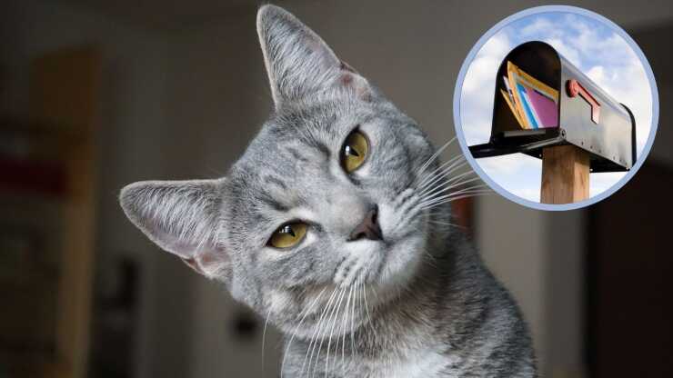 Gatti consegnare posta