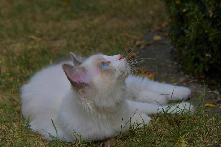 Il micio riposa in giardino