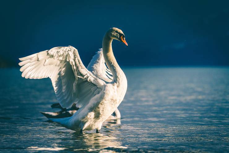 Dove vive il cigno reale Dove vive il cigno reale