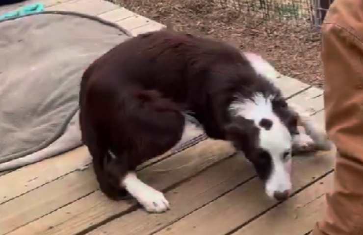 cane rocky volontario cantiere