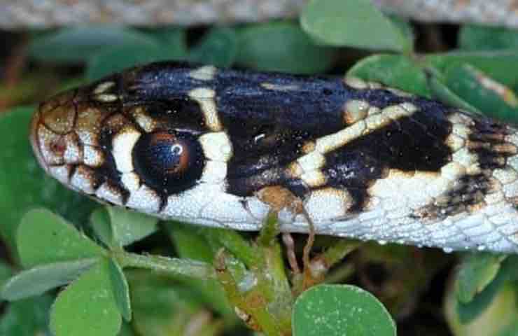 Serpente porta