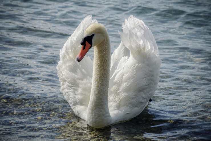La vita del cigno reale