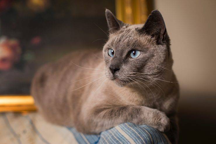 Gatti semplici da gestire Gatti semplici da gestire