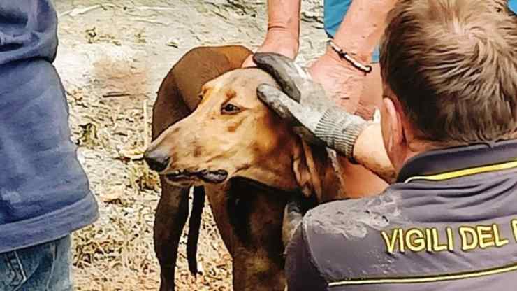 cane precipitato nel tubo (Foto facebook)