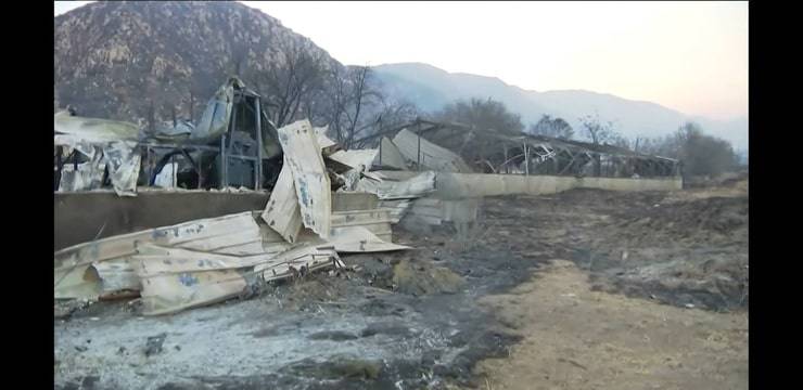 Rinchiusi in gabbia durante l'incendio erano più di 50 cani dal destino segnato (Video)