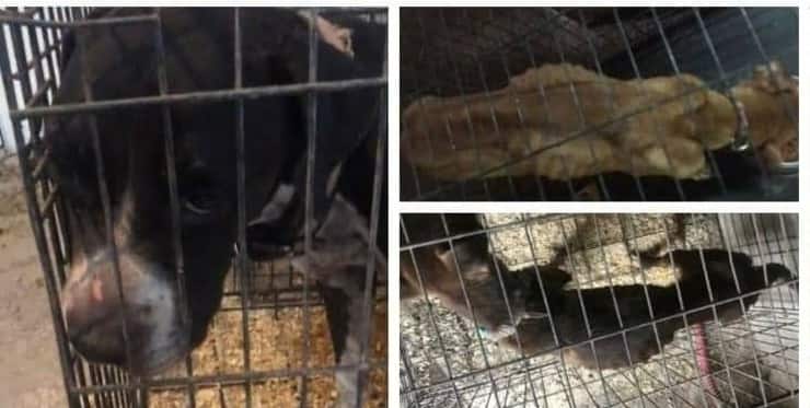 Chiusi in gabbia da una vita : le conseguenze del loro maltrattamento sono catastrofiche (Foto)