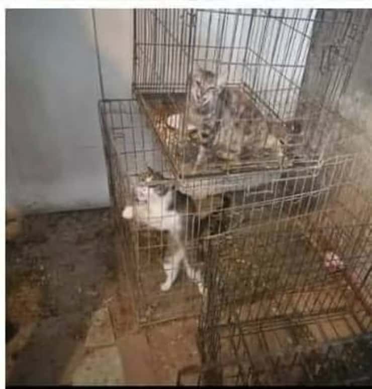 Chiusi in gabbia da una vita : le conseguenze del loro maltrattamento sono catastrofiche (Foto Facebook)