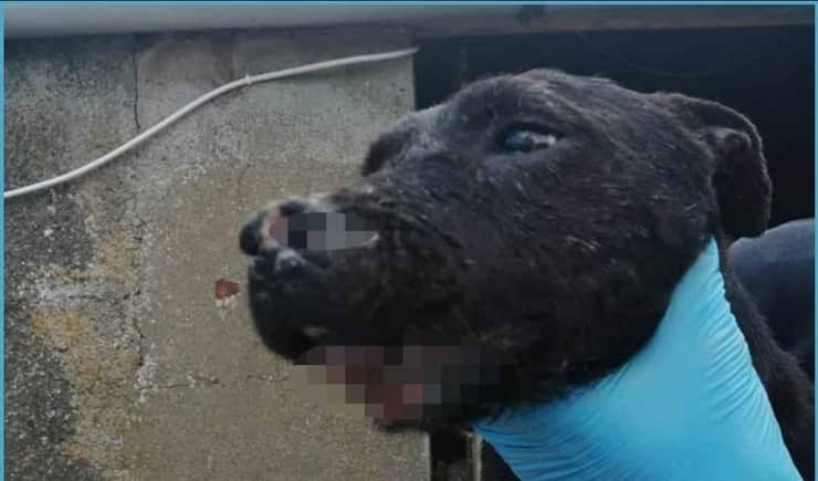 Atroce crudeltà gli tagliano parti di viso lasciandoli senza cure (Foto)