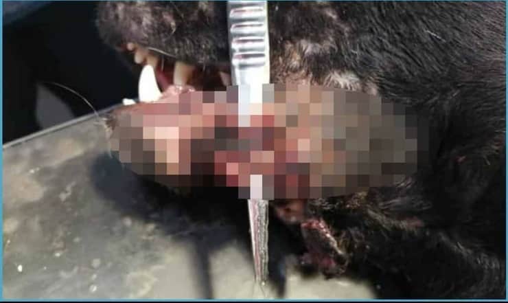 Atroce crudeltà gli tagliano parti di viso lasciandoli senza cure (Foto Facebook)