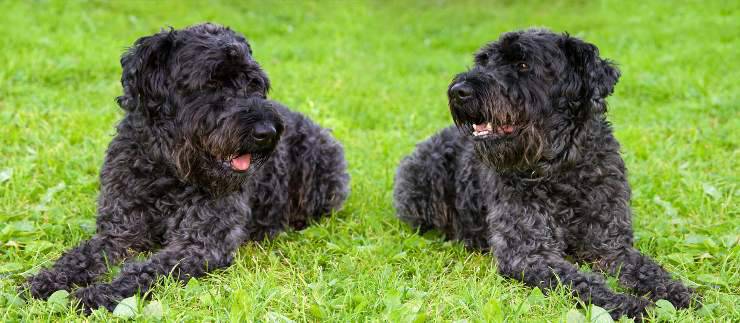 Due Kerry blue terrier