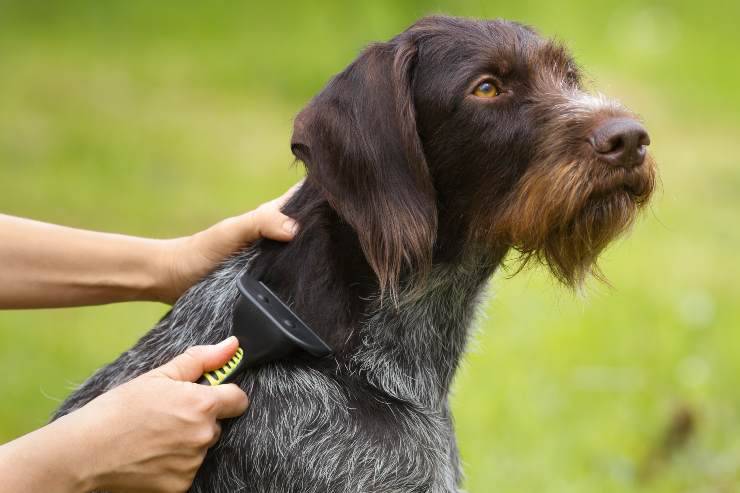 furminator sul cane