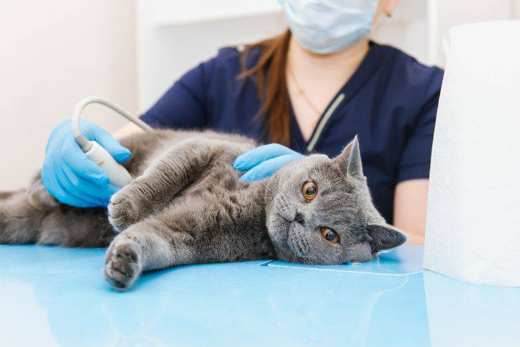 Gatto visitato da una veterinaria I gatti possono donare gli organi?