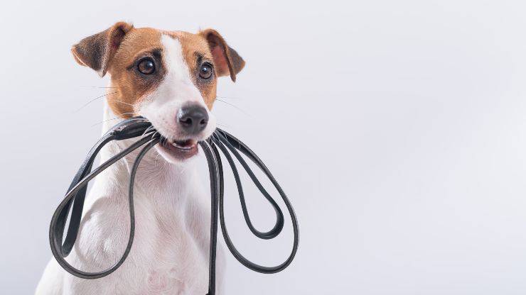 Jack Russell che aspetta il suo compagno umano per la passeggiata con un guinzaglio in bocca Il cane va tenuto al guinzaglio in condominio?
