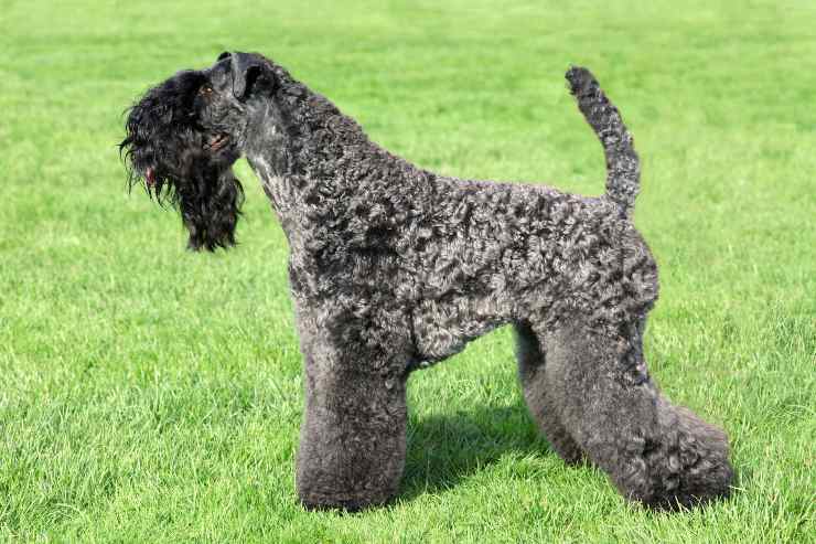 Kerry blue terrier