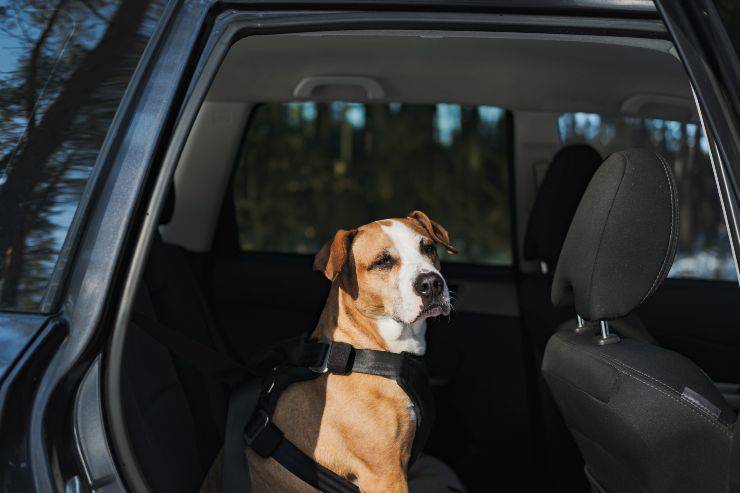 Divieto cintura di sicurezza per il cane