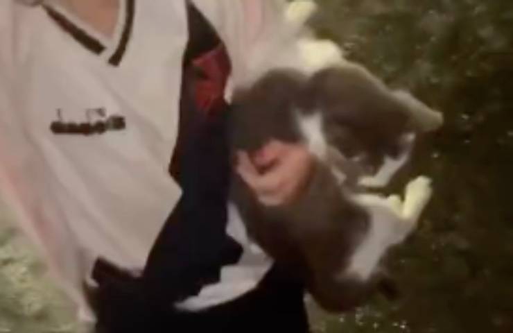 bimba gatto randagio papà
