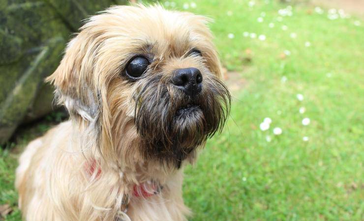 cane cieco cerca casa