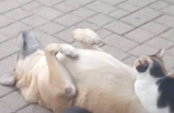 cane gatto anime gemelle