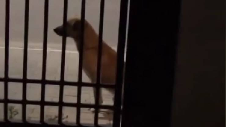 cane difficile da salvare