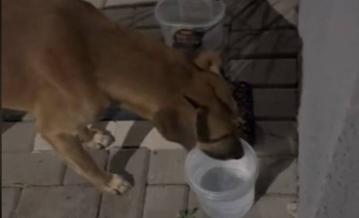 cane salvato dalla strada video