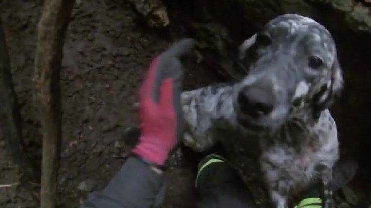 cane cade nel burrone video