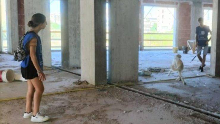 cane salvato trapani
