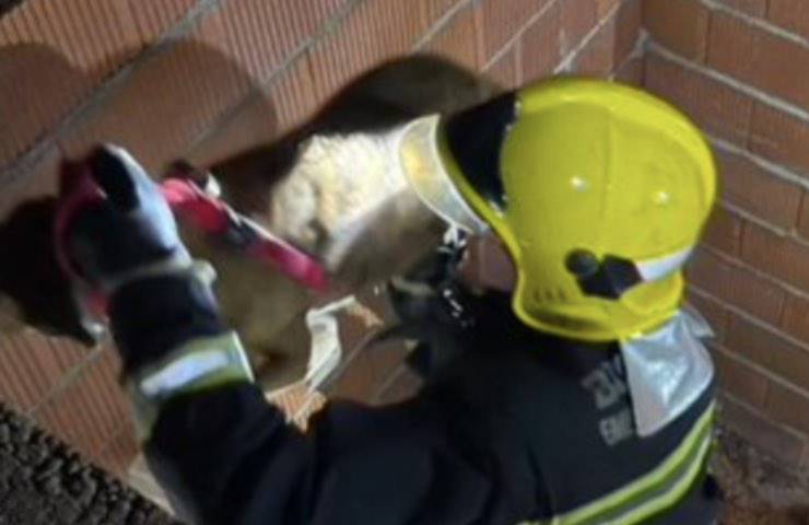 cani precipitano pozzo cantiere