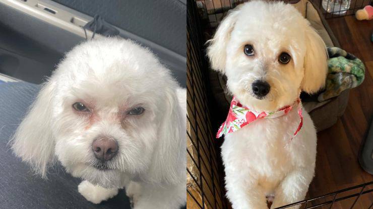 donna prende cane sbagliato