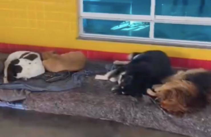 cani strada adottati benzinaio 