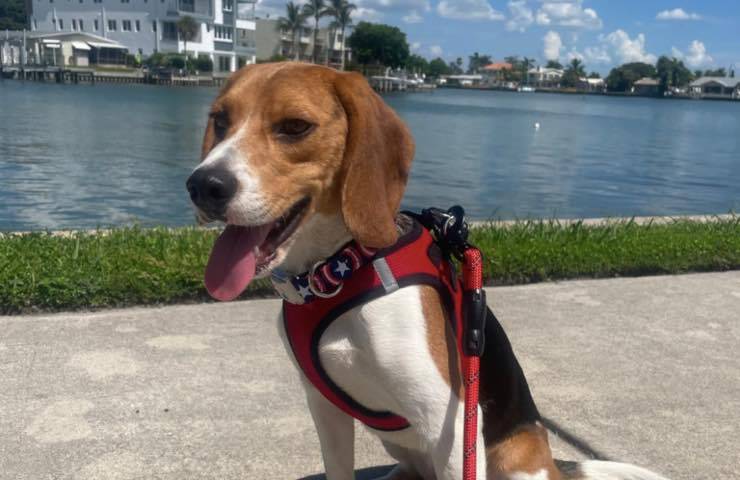 Capitano cane adozione speciale