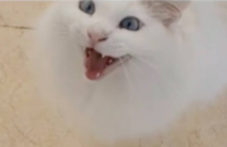 gatto Copito Andrea Serna sorprende