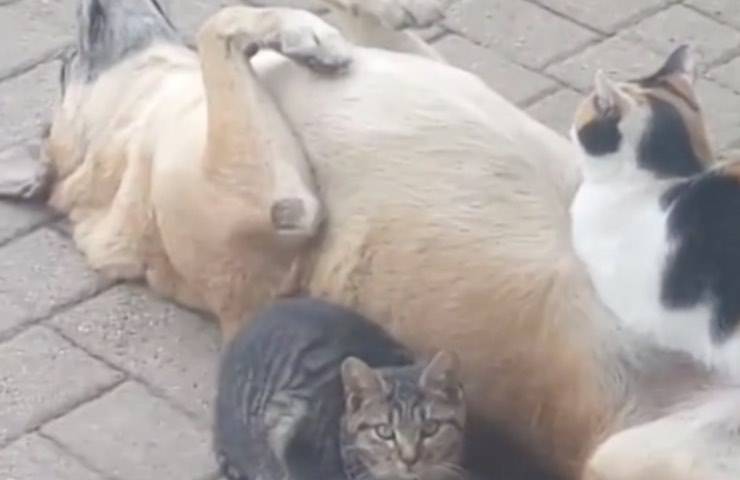 cane gatto anime gemelle