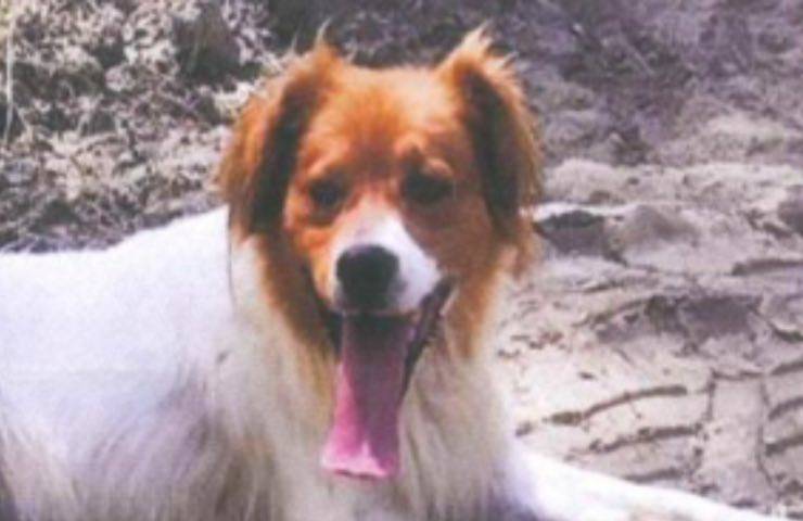 varenne cane scomparso ricompensa