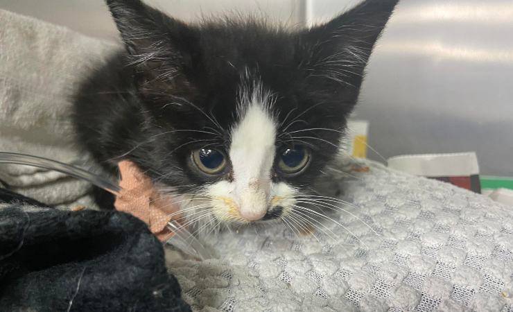 gatto ha bisogno di sangue