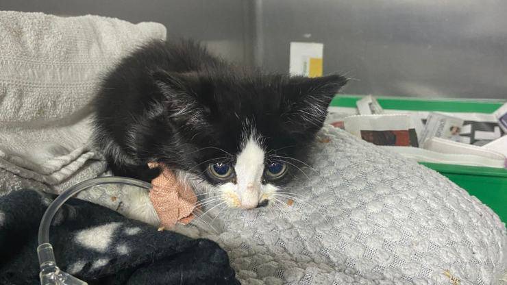 donazione sangue gatto