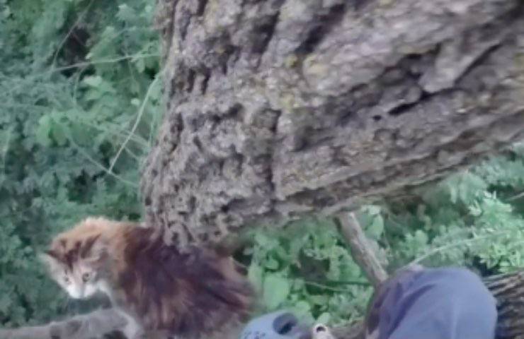 ruby gatto bloccato albero