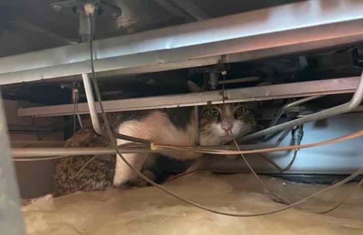 felino bloccato stufa salvo