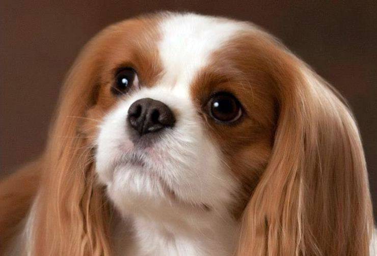 King Charles Spaniel