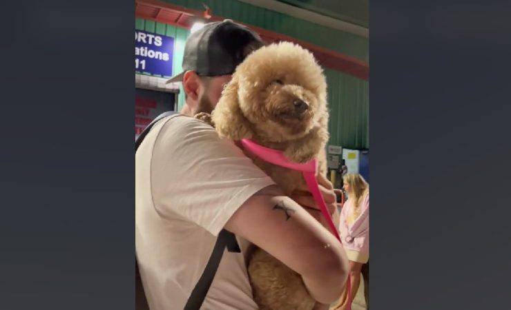 cane salvato macello cina